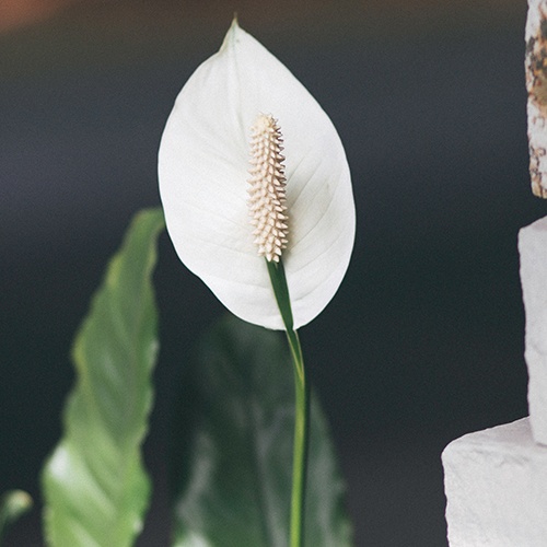 The Meaning Behind Funeral Flower Arrangements
